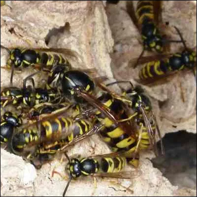 Quel dramaturge grec a tourn&eacute; en d&eacute;rision les tribunaux ath&eacute;niens dans sa pi&egrave;ce "Les Gu&ecirc;pes" ?