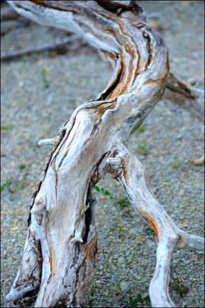 Quelle divinité gauloise est associée de la source ?