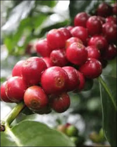 Combien de noyaux contient la cerise de café ?