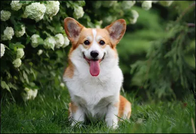 Les chiens savent faire des saltos.