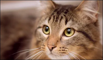 Les chat retombent toujours sur leurs pattes.