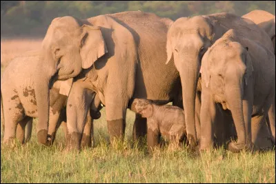 Les &eacute;l&eacute;phants ne portent pas de pantalon. Peut-&ecirc;tre est-ce d&ucirc; au fait que je sois pr&eacute;sente dans le pantalon mais pas chez l'&eacute;l&eacute;phant... Quelle lettre suis-je ?