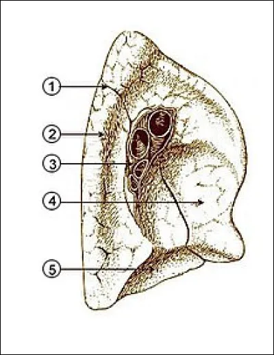 Coule aussi en centre ville.