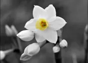 Quiz Culture gnrale en fleur !