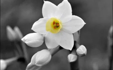 Quiz Fleurs