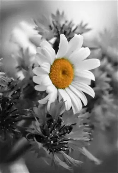 Comment est la (mauvaise) fleur dans le titre du film de Claude Chabrol ?