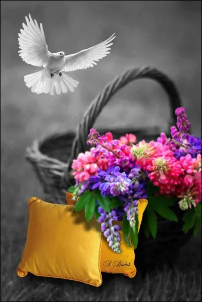 Quelle fleur était noire dans le film de Christian-Jaque sorti en 1964, avec Alain Delon ?