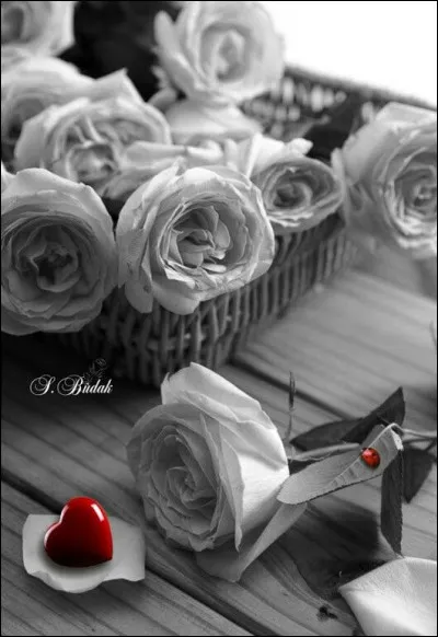 Comment étaient les fleurs que le petit garçon apportait à sa maman sur son lit de mort dans la chanson de Berthe Sylva ?