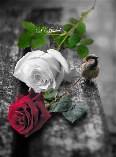 La rose, amie de Françoise Hardy, disait "A l'aurore je suis née..." Complétez ses paroles :