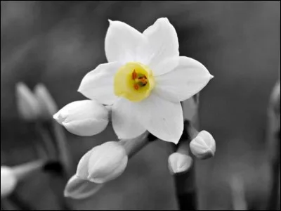 Vous recherchiez justement un bon quiz fleuri pour jouer... Que se passe-t-il si je vous propose innocemment le mien ?