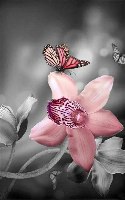 Qui a écrit "Le Lys dans la vallée" ?