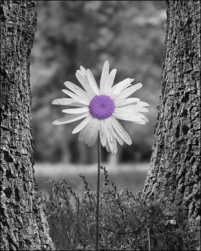 Dans lequel de ces romans Marguerite Gautier est-elle la protagoniste ?