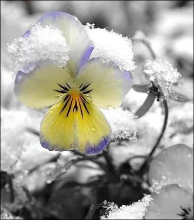 Comment était la fleur du musicien Sydney Bechet ?