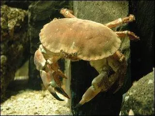 Existe-t-il des crustacs terrestres ?