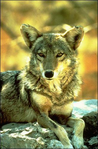 Quel mammifre d'Amrique du Nord est voisin du loup et du chacal ?