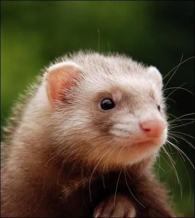 Qu'est-ce que le 'furetage' ?