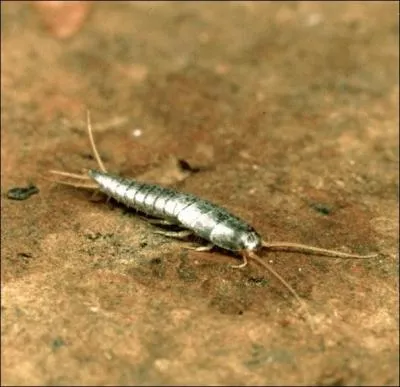 A quel groupe appartiennent les lpismes ou 'petits poissons d'argent' ?