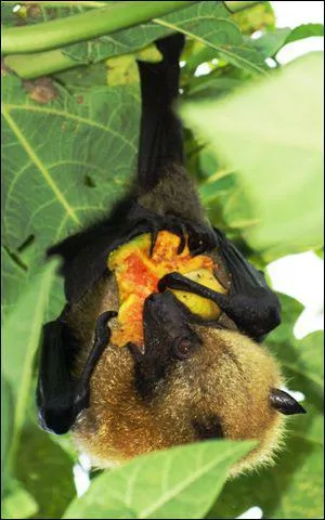 Quel est le nom de la grande chauve-souris frugivore d'Afrique et d'Asie ?