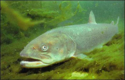 Comment s'appelle le saumon du Danube qui peut peser jusqu' 50 kg ?