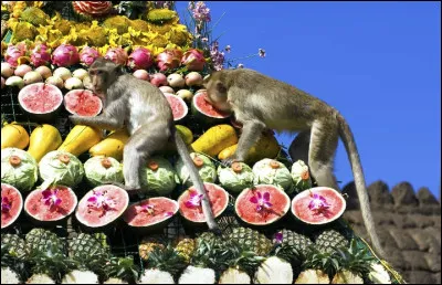 Douzième destination : 
Wow il y a plein de singes ! Est-ce une fête ? Dans quel pays es-tu ?