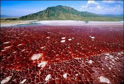 Dernier pays (pour l'instant) : je ferai peut-être une deuxième version avec d'autres pays),
Oh intéressant, il existe un lac qui peut pétrifier dans le pays où tu vas. Quel pays est-ce ?