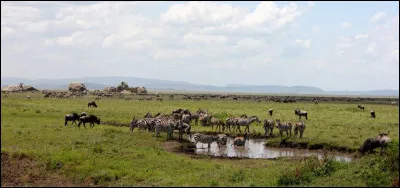 Dans quel pays se trouve la plaine du Serengeti ?
