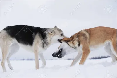 Quel est l'ennemi du loup-garou ?