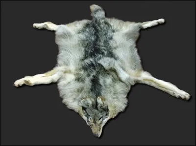 Comment devenir un loup-garou ?