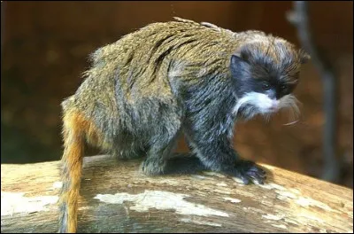 Quel est le nom de ce singe de la famille des ouistitis avec une très longue queue ?