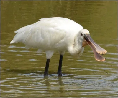 Quel est le nom de cet oiseau échassier avec un long bec plat ?