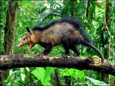 Quel est le nom de ce marsupial carnivore du continent américain ?
