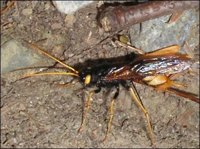 Quel est le nom de cet insecte nuisible dont la larve ronge le bois en creusant des galeries ?