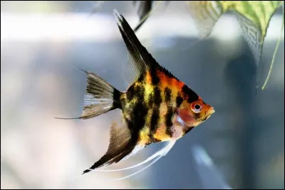 Quel est le nom de ce poisson d'eau douce au corps comprimé latéralement et aux couleurs variées ?