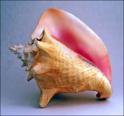 Quel est le nom de ce grand mollusque marin vivant dans les eaux des Caraïbes dont la coquille est un objet de décoration très prisé ?