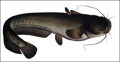 Quel est le nom de ce poisson d'eau douce sans écaille à peau recouverte de mucus ?