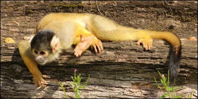 Quel est le nom de ce primate d'Amérique centrale avec une longue queue préhensible ?