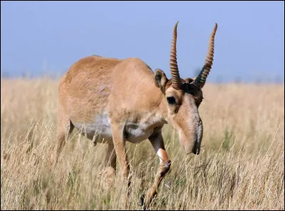 Quel est le nom de cette antilope eurasiatique au long museau arqué ?