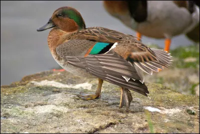 Quel est le nom de ce petit canard de surface ?