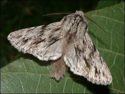 Quel est le nom de ce papillon au corps fusiforme en forme de delta ?