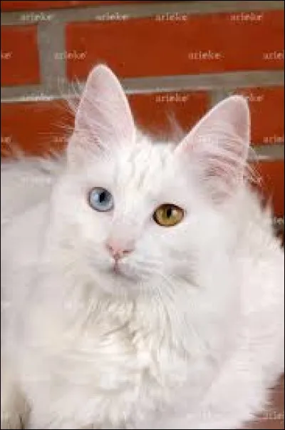 Quel est le nom de lapprentie blanche qui est morte lors de sa première sortie ?