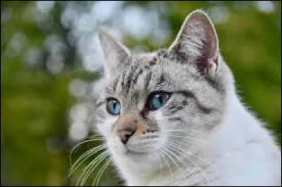 Quand Ciel T&eacute;n&eacute;breux est mort, qui est devenu lieutenant ?