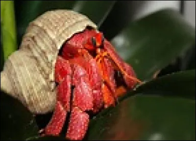 Vers 1095, qui a séjourné à Montataire, dans une maison troglodytique, peu avant son départ pour la première croisade, pour laquelle il était venu prêcher ? Renaud de Montataire participait à cette croisade, il fit fortifier le château et construire l'église.