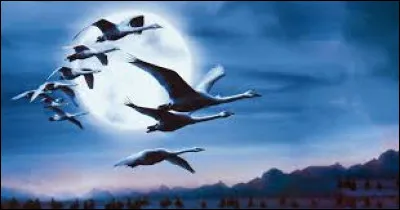 Quel film paru en 2001 explore l'univers des oiseaux ?