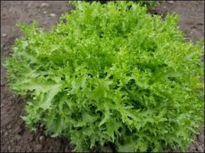 Parmi ces propositions, laquelle désigne une variété de salade ?