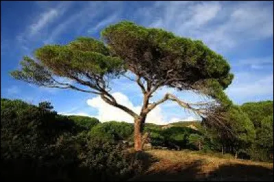 Quel arbre peut-être "maritime", "sylvestre" ou encore "parasol" ?