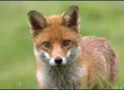 Quiz Le Renard
