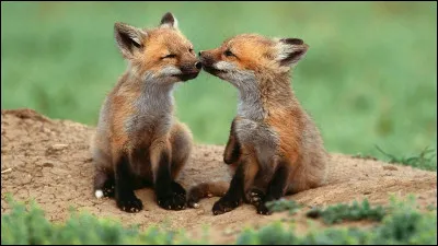 Quel est le petit du renard ?