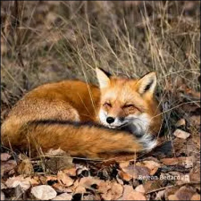 Quelle expression dit-on par rapport au renard ?