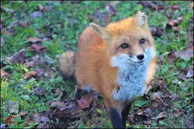 Dans la famille des renards il y a : le renard, le renardeau et la... :