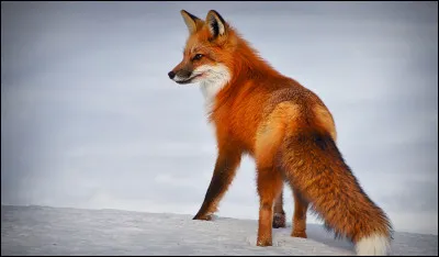 Quelle maladie grave le renard peut-il transmettre à l'homme ?